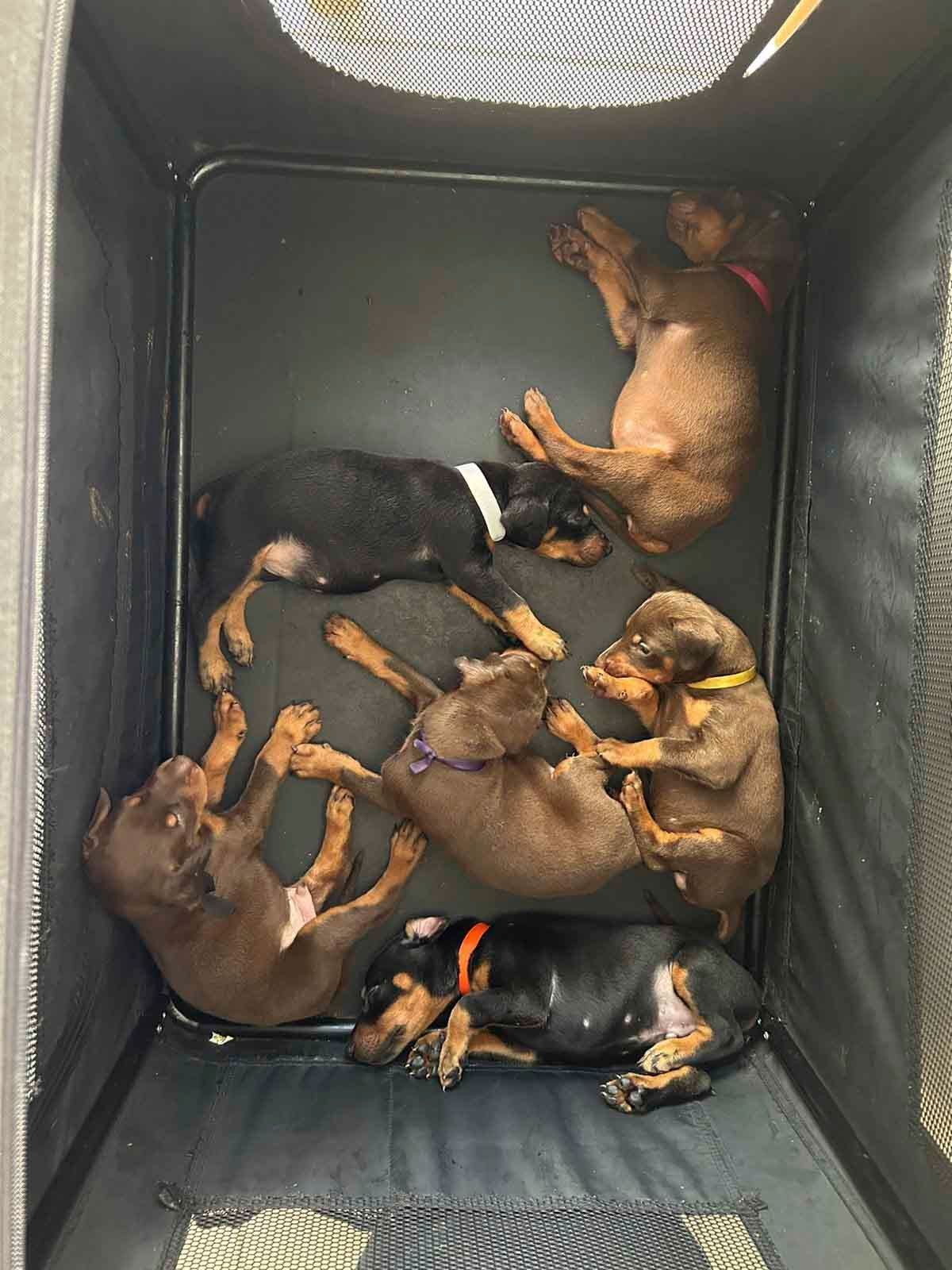 cachorros doberman en venta