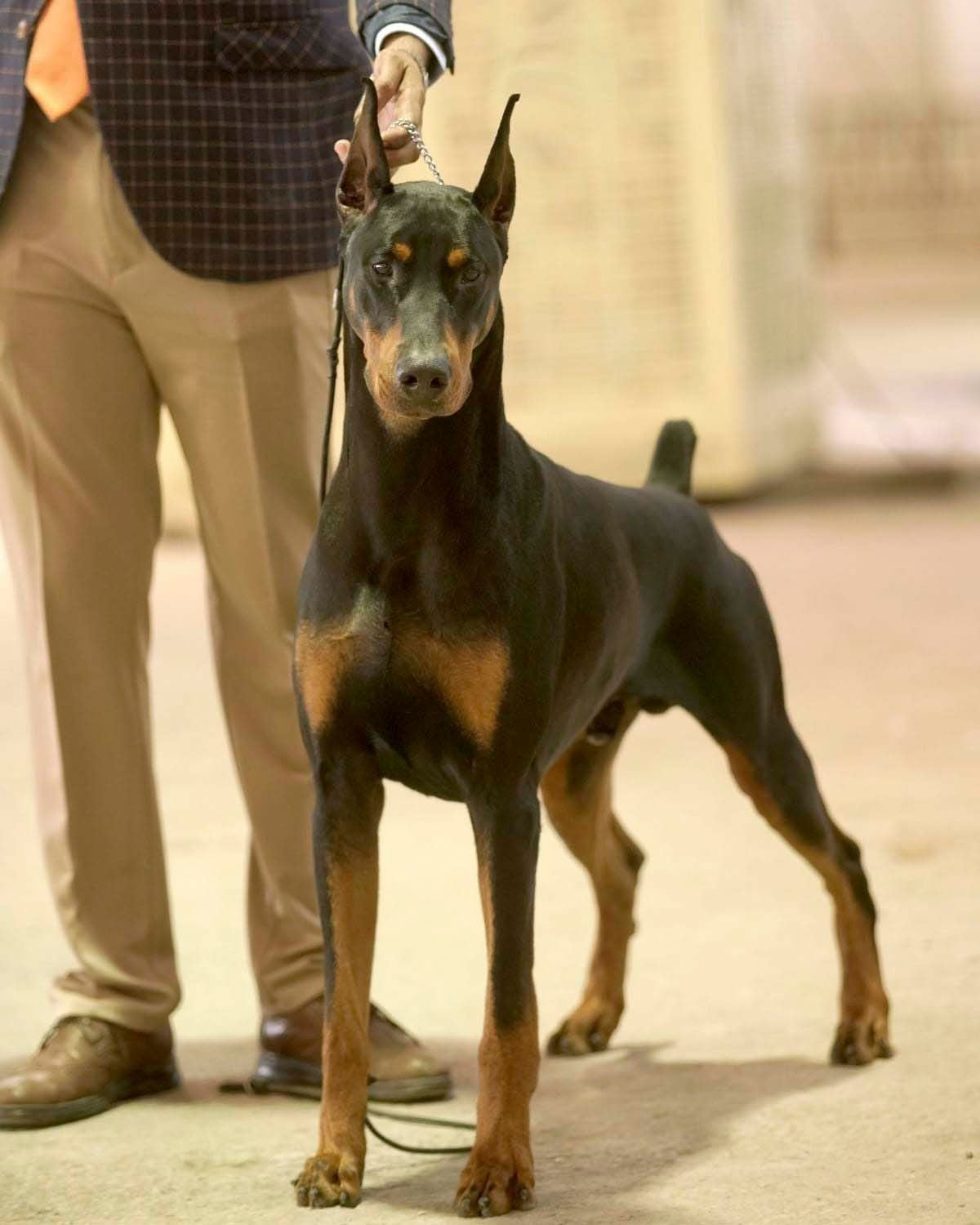 cachorro doberman en venta