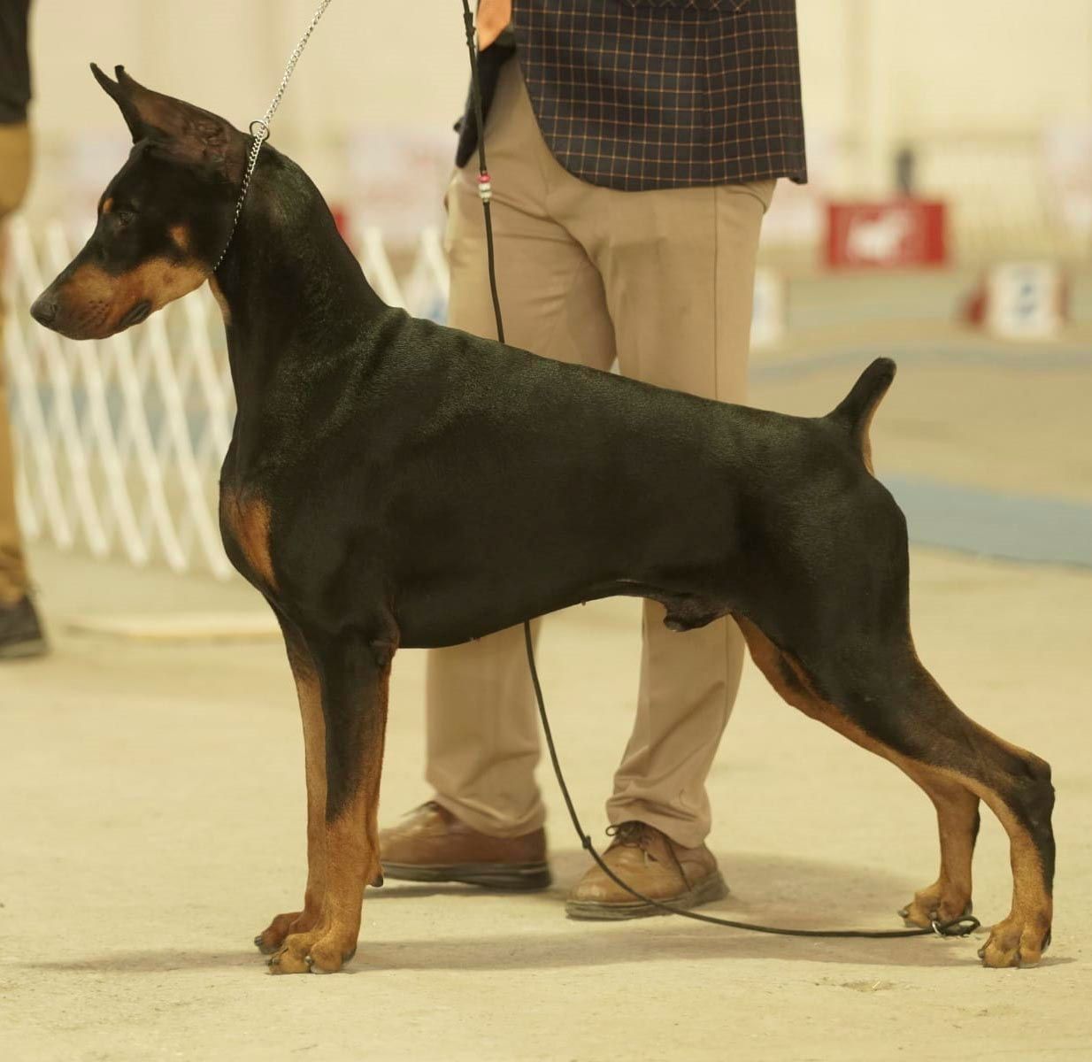 cachorro doberman en venta