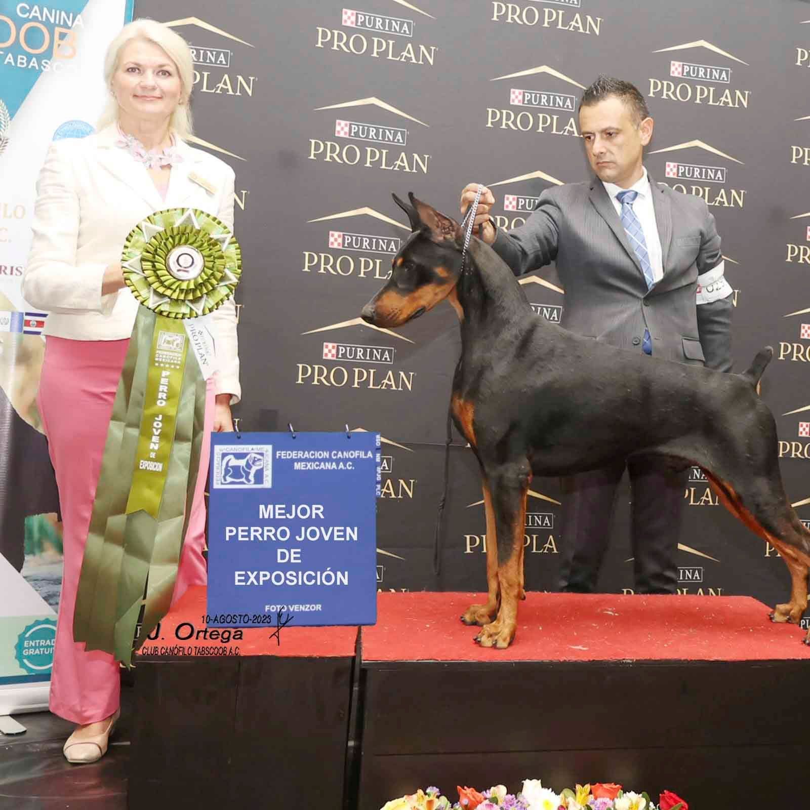cachorro doberman en venta