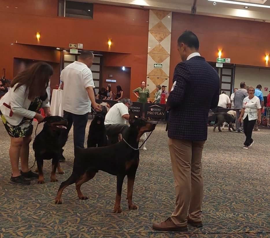 cachorro doberman en venta