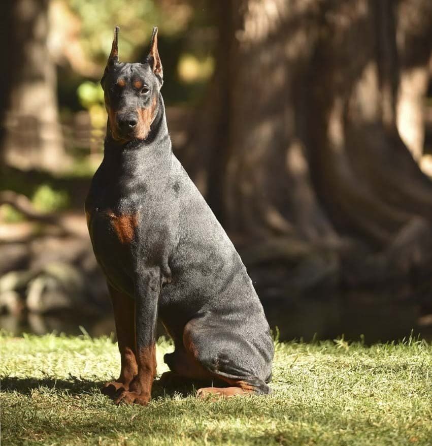 criadero de doberman