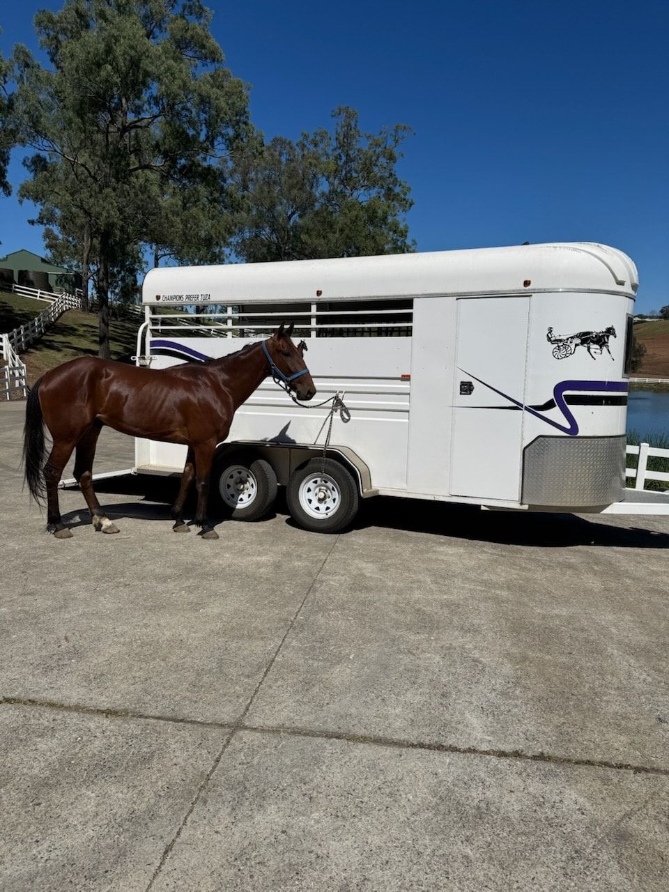 Brown Horse Stands Near a White Horse Trailer, Outdoors on A Sunny Day — Sparky's 4x4 In Taminda, NSW