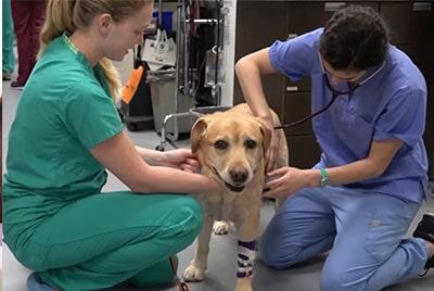 CLÍNICA VETERINARIA PET'S - Atención médica inmediata 