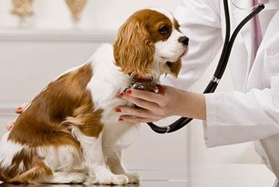 CLÍNICA VETERINARIA PET'S - Servicios de cuidado