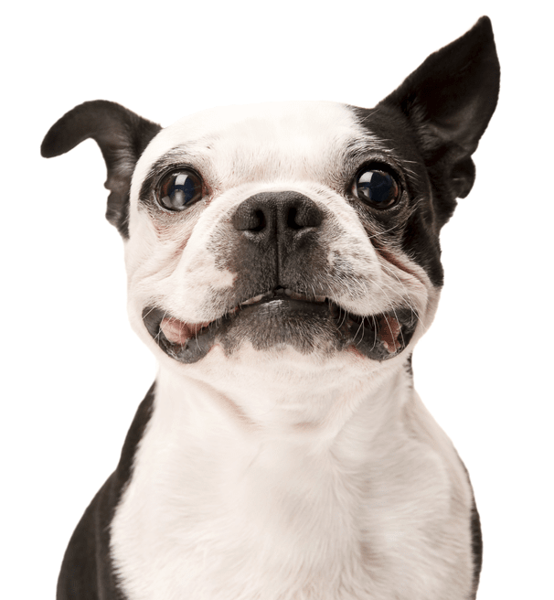 CLÍNICA VETERINARIA PET'S - 