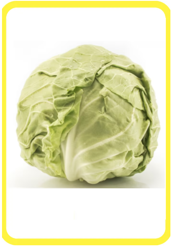 Cavolo cappuccio verde intero su sfondo bianco con bordo giallo