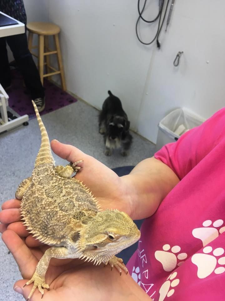 Pet Boarding Bismarck, ND Four Paws Inn