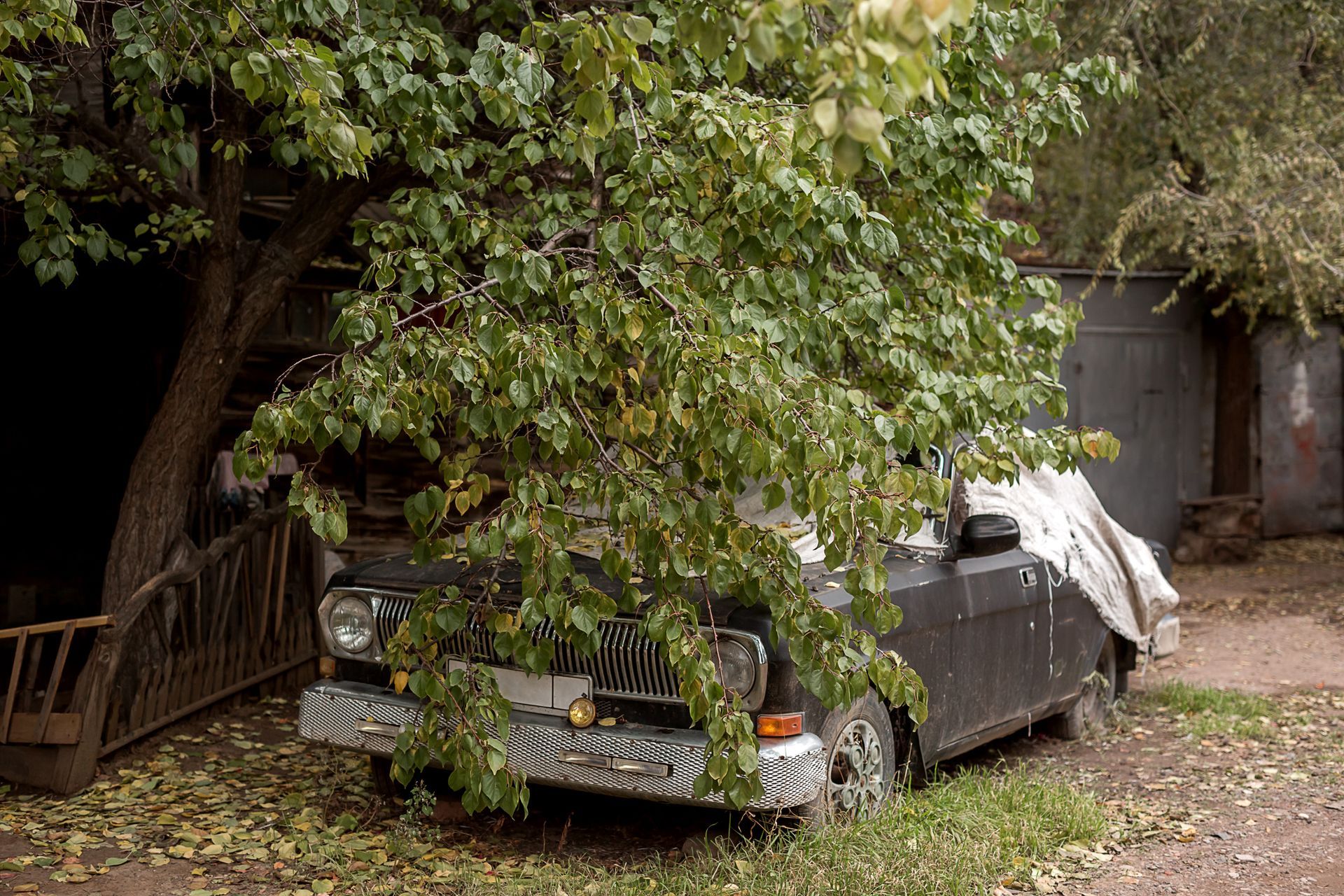 A car is parked under a tree in a yard.