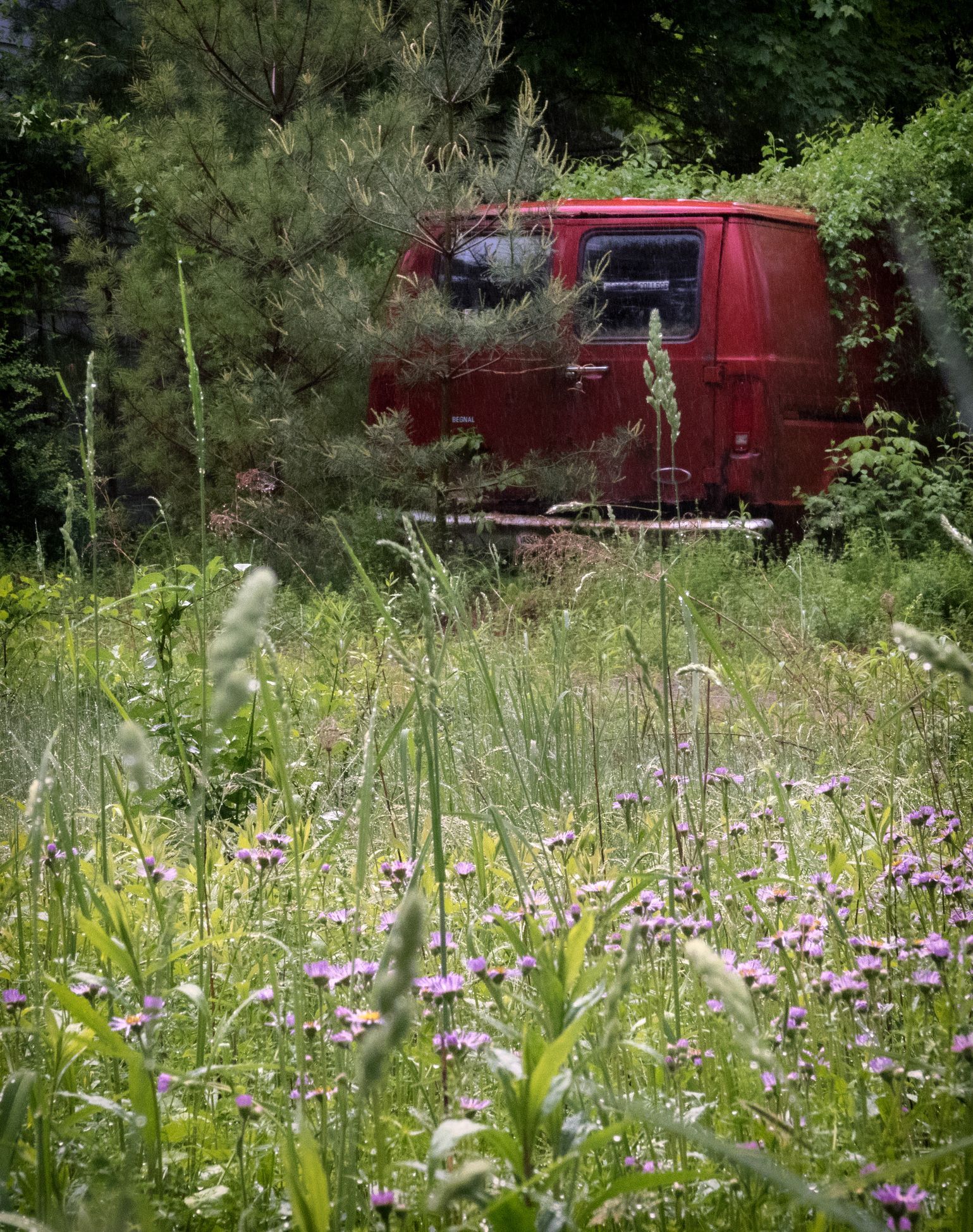 A red van is parked in a field of tall grass and purple flowers. A red van is parked in a field of tall grass and purple flowers.