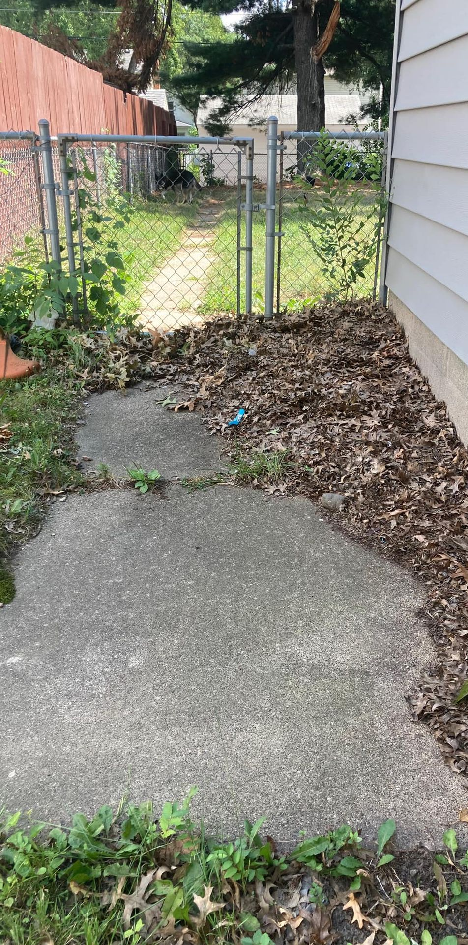 A concrete path leading to a chain link fence and gate with leaves scattered.