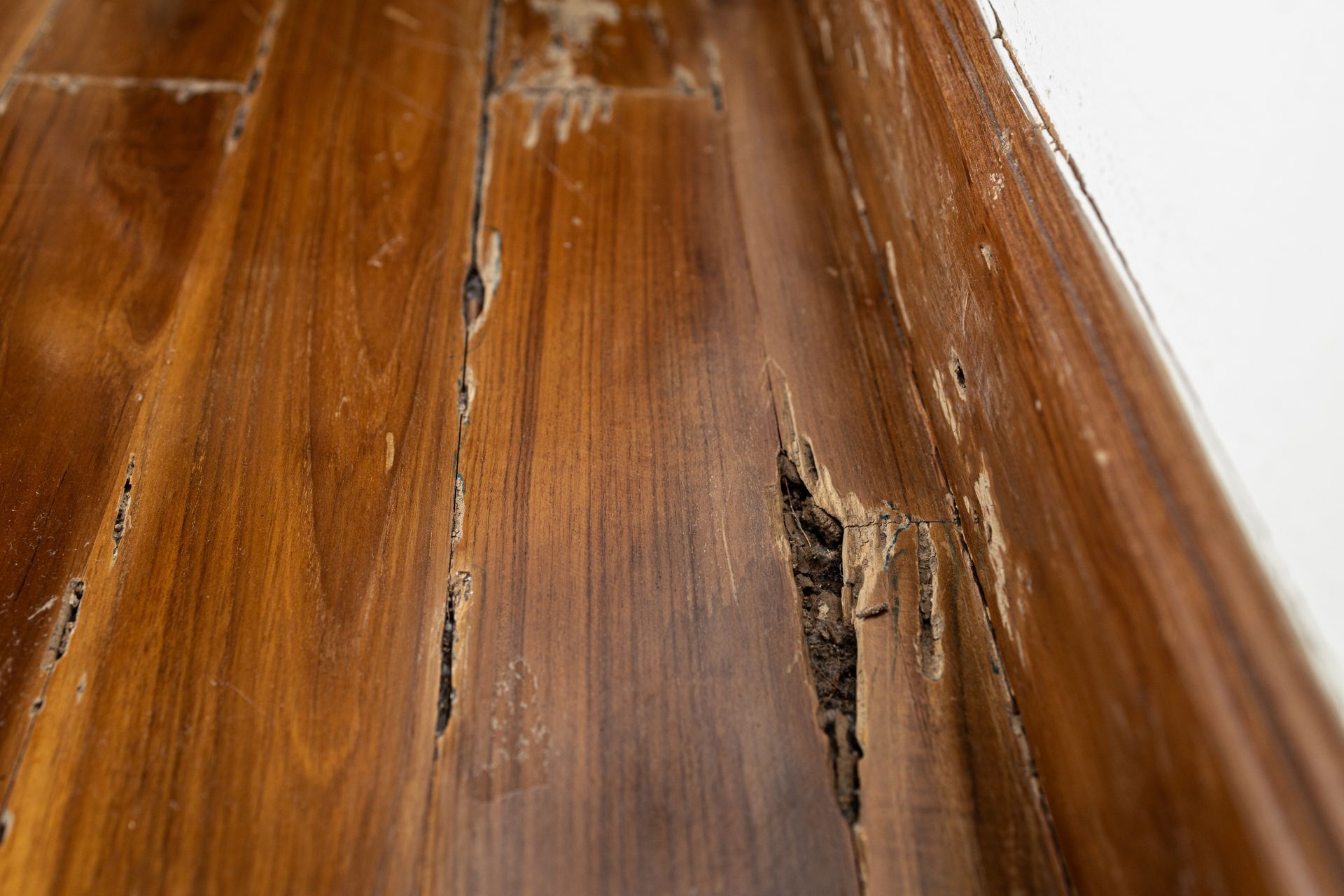 pest inspections dover nh pest inspections dover nh