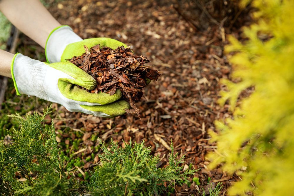 A Worker Holding Mulch Over Garden Bed — A2Z Property Services In Cooroy, QLD