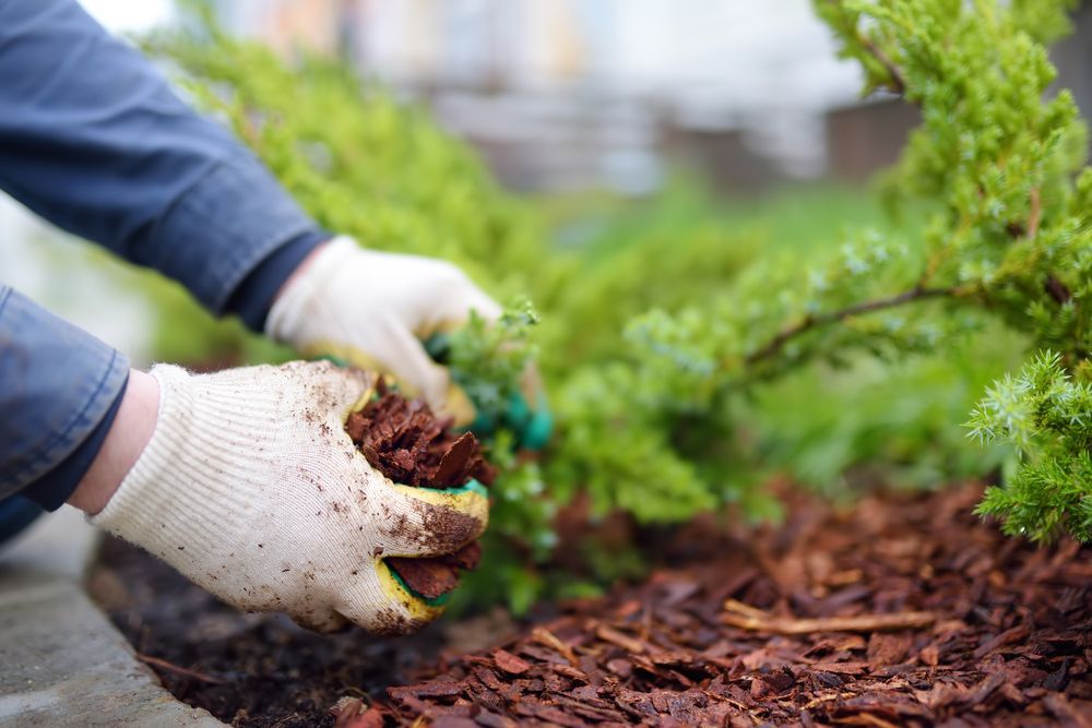 A Person in Work Gloves Mulching Around a Green Bush in A Garden — A2Z Property Services In Cooroy, QLD