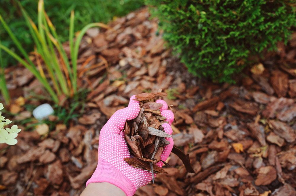 Gloved Hand Holding Wood Chips in a Garden Bed With Plants — A2Z Property Services In Kybong, QLD