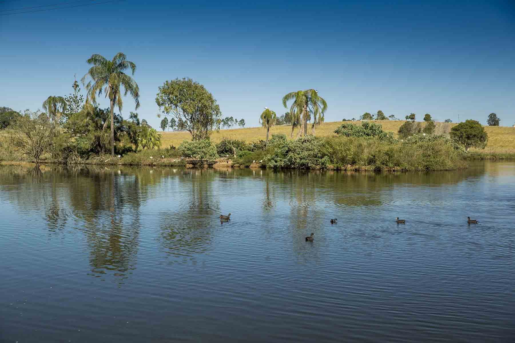 A Lake With Trees On The Shore And Ducks Swimming In It — A2Z Property Services In Chatsworth, QLD
