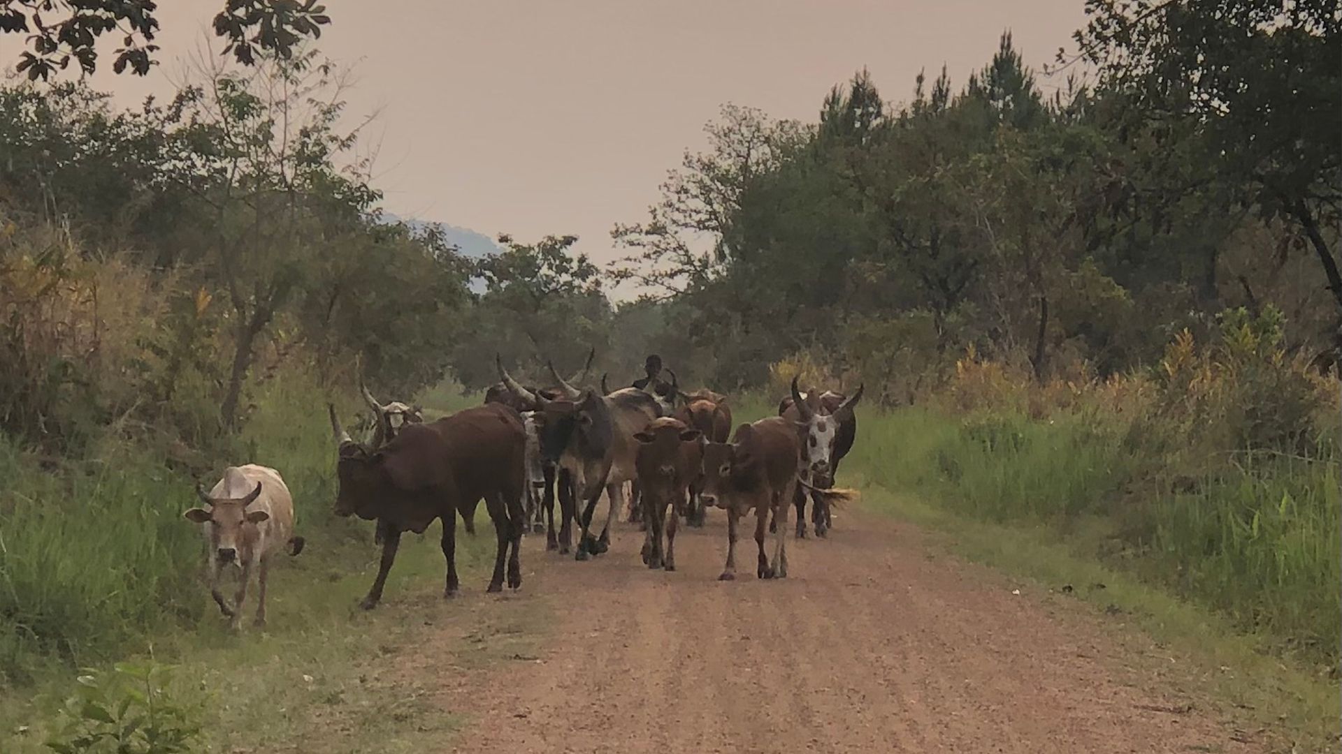 Cattle herd walks along a dirt road through a rural area; trees and vegetation flank the path.