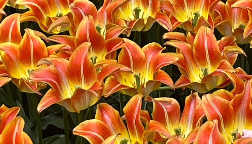 Orange and yellow tulips blooming in a field.