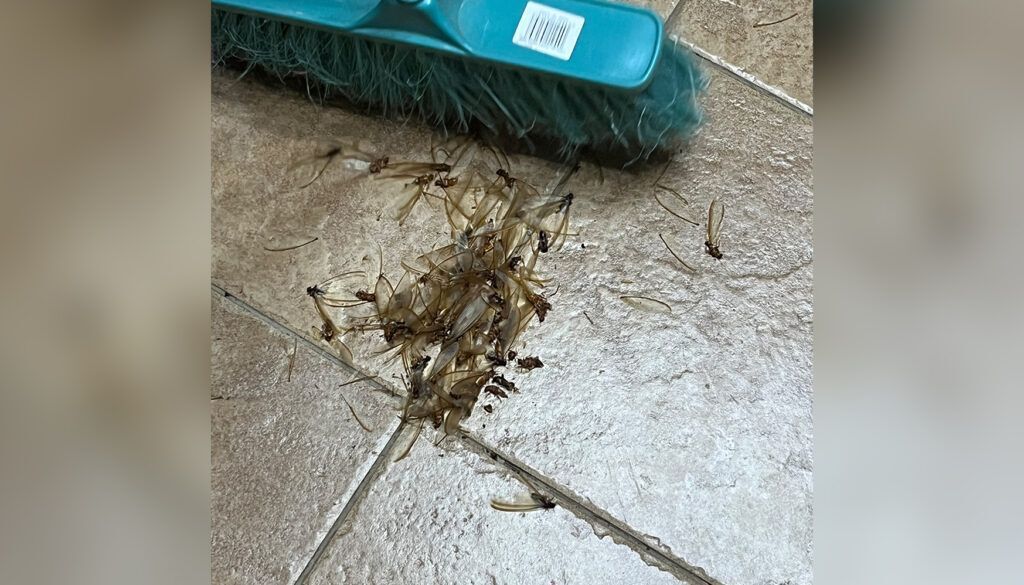 A pile of insects on a tiled floor with a teal-handled broom nearby.