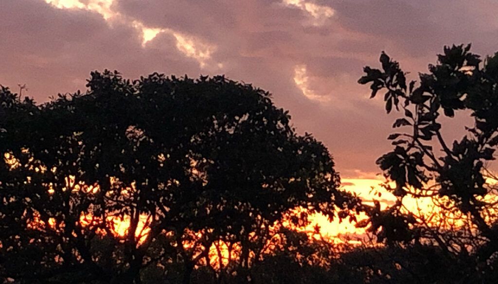 blogpost5 Silhouetted trees against a fiery sunset, with orange and purple hues in the sky.