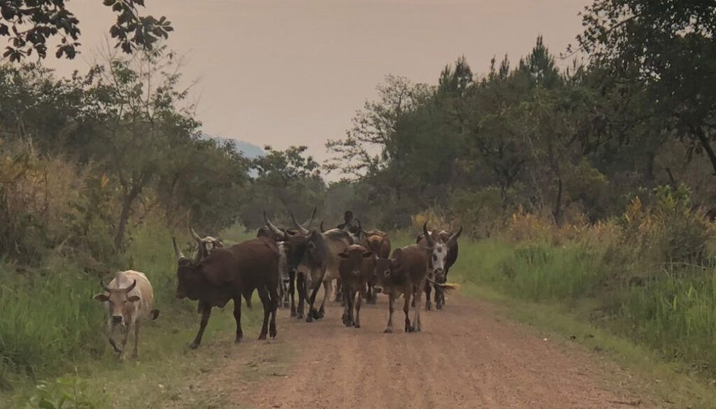 Cattle herd on a dirt road in a rural area, trees lining the sides. Overcast sky.