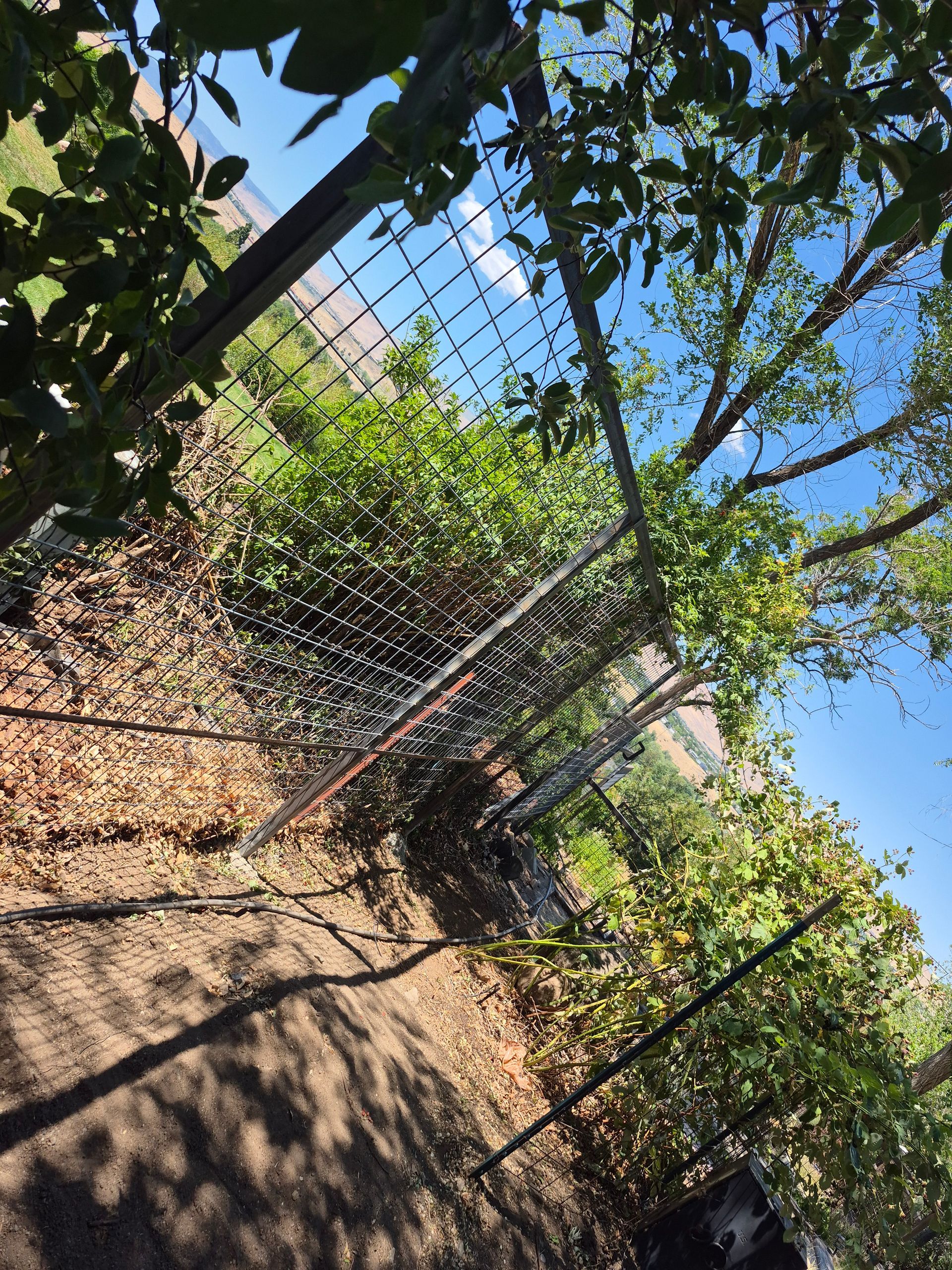 A chain-link fence partially obscures a view of foliage and the blue sky.