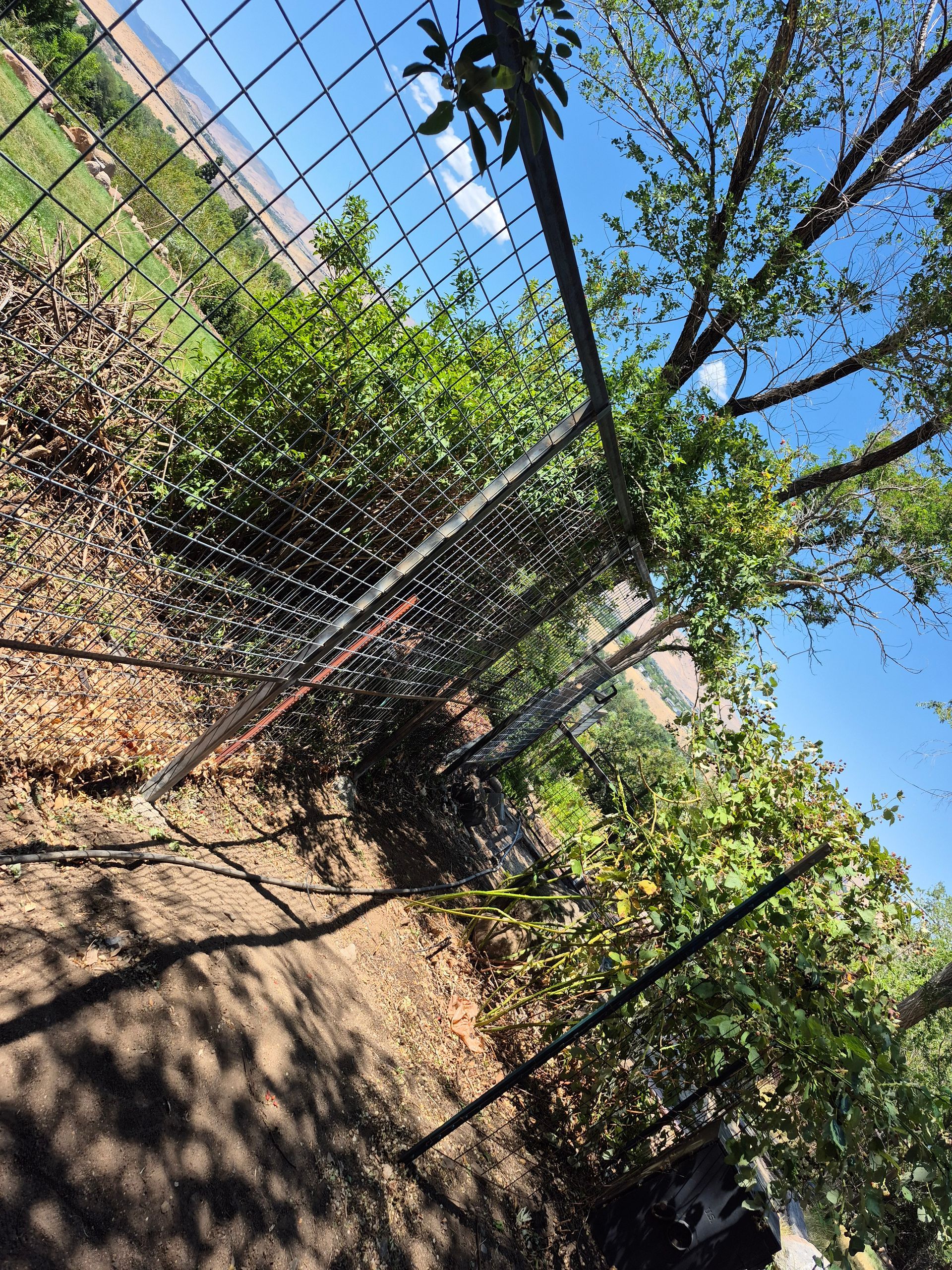 Wire fence with vegetation, sunny outdoors.