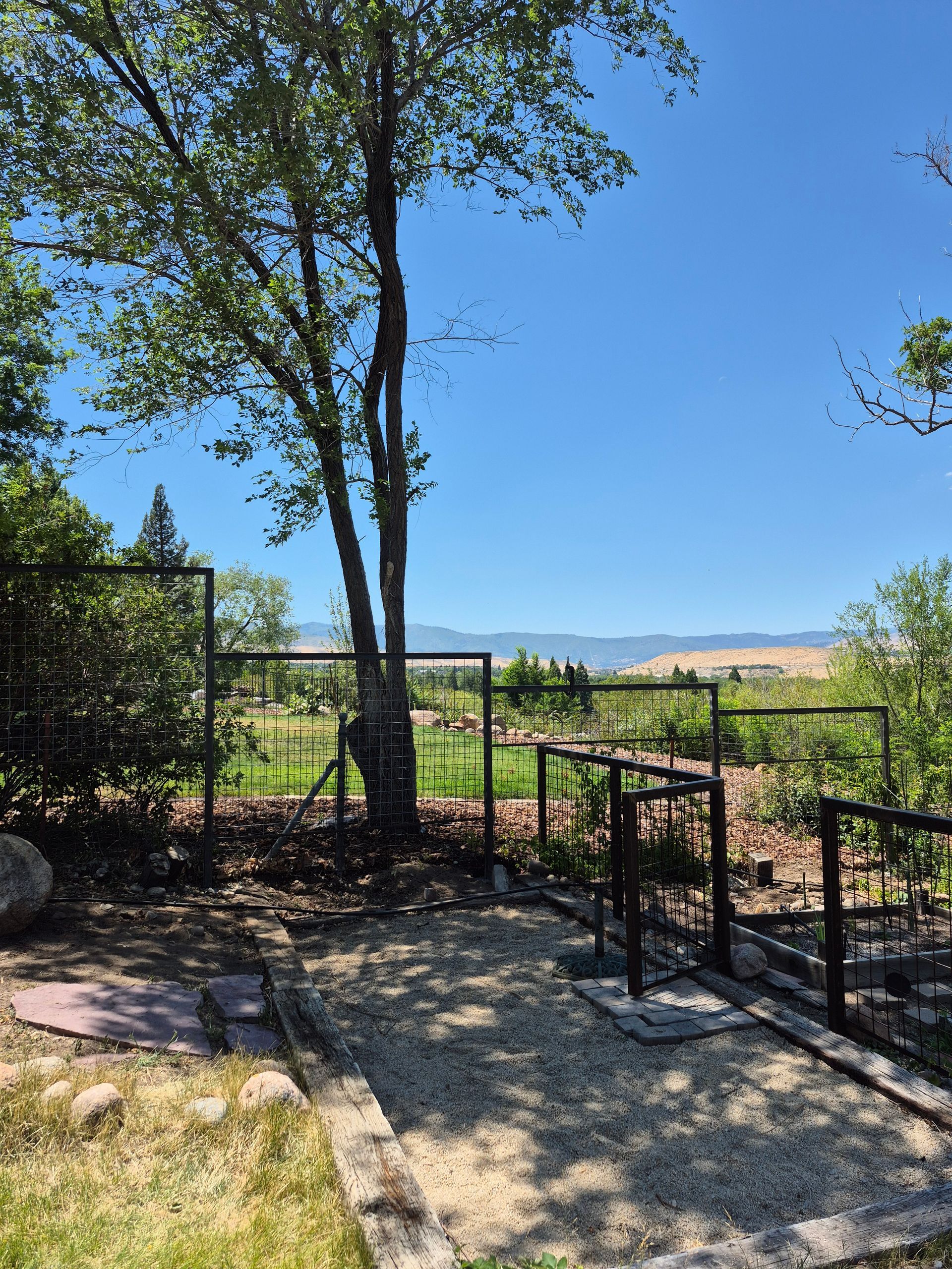 A sunny view over a gravel path, past a tree and a metal fence, to distant mountains under a blue sky.