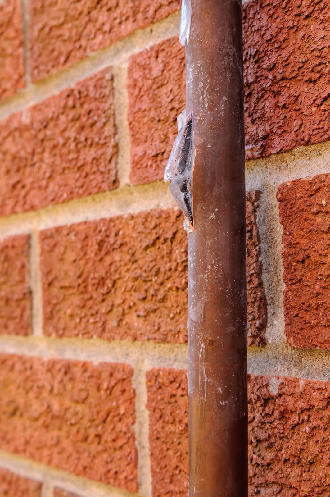 Small gray lizard clinging to a brown metal pipe against a red brick wall