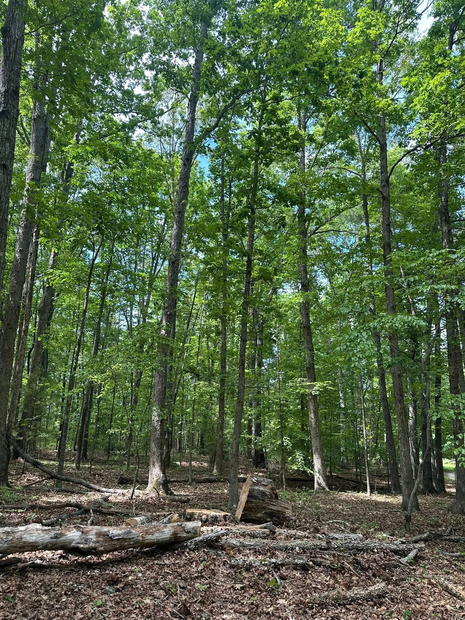 Tall green trees in a forest setting with a brown forest floor.