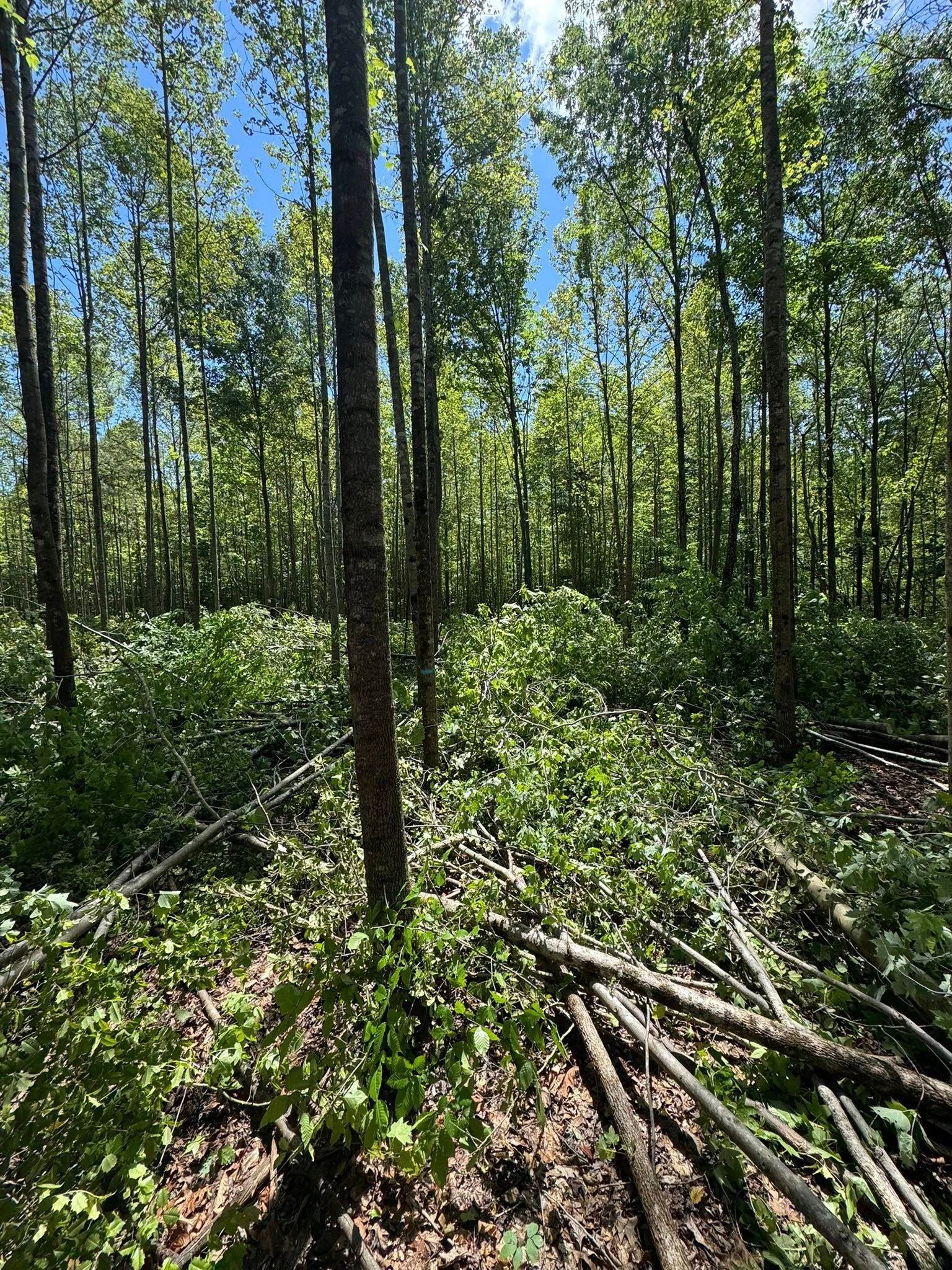 Forest with tall, slender trees, bright green leaves, and brush on the ground, sunny day.
