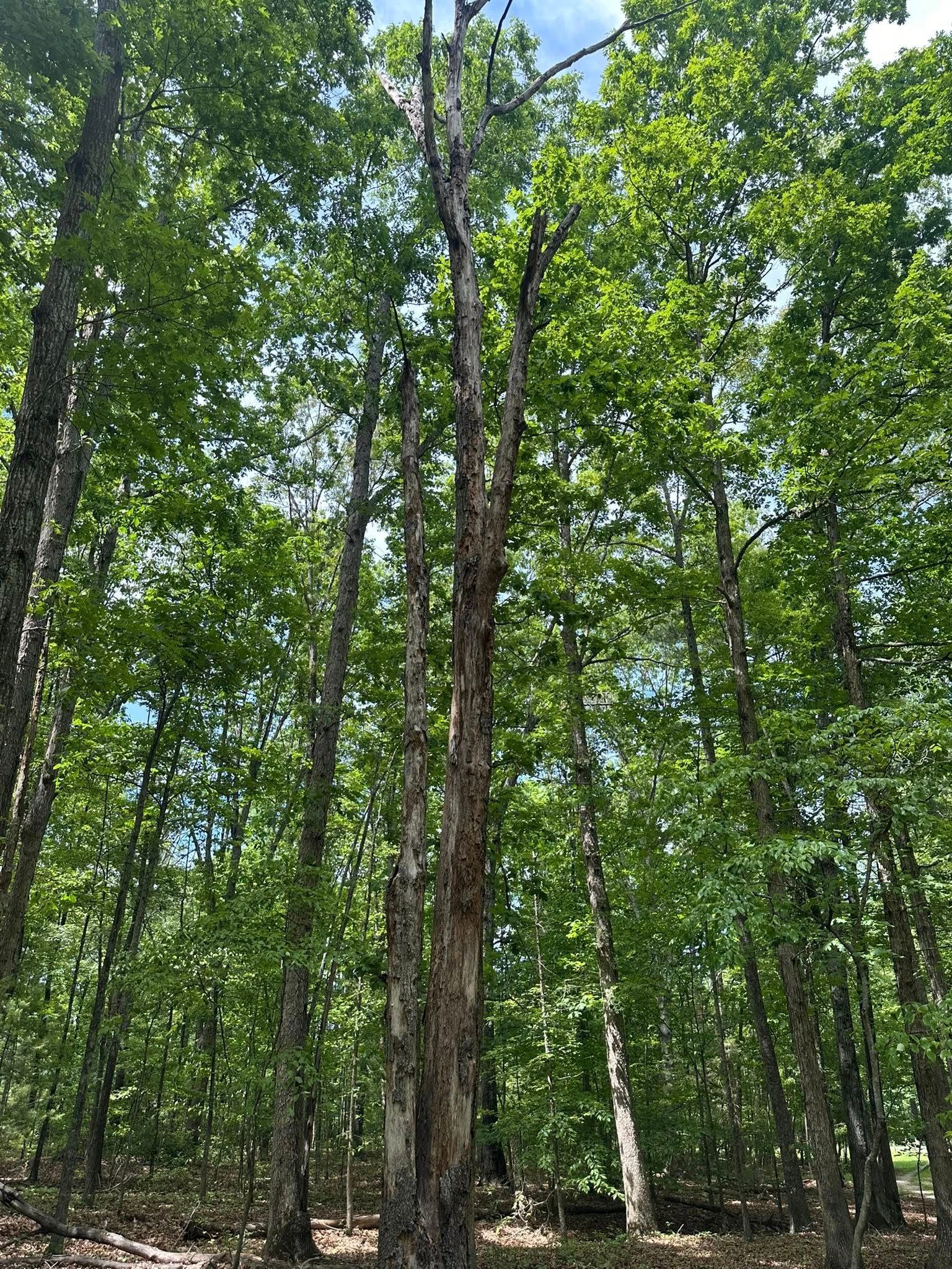Tall, dead tree in a forest with green foliage; sunny day.