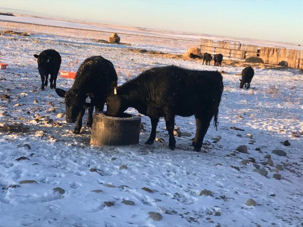 Black cows drinking from a tire trough in a snowy field.
