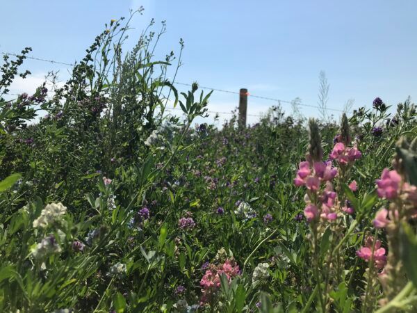 Field of colorful wildflowers under a bright blue sky, with a barbed wire fence in the background.