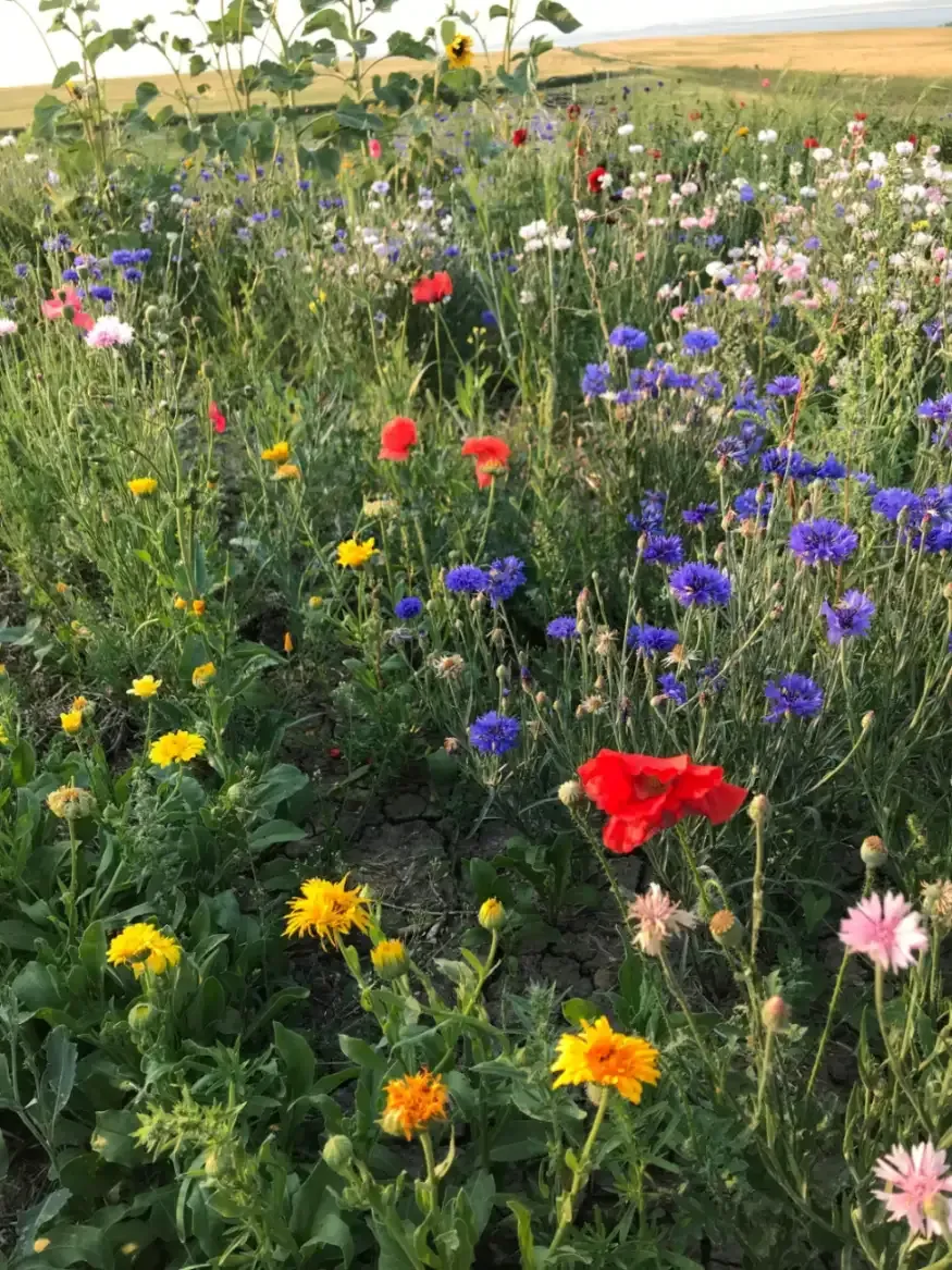 Field of colorful wildflowers, including red poppies, blue cornflowers, and yellow blossoms.