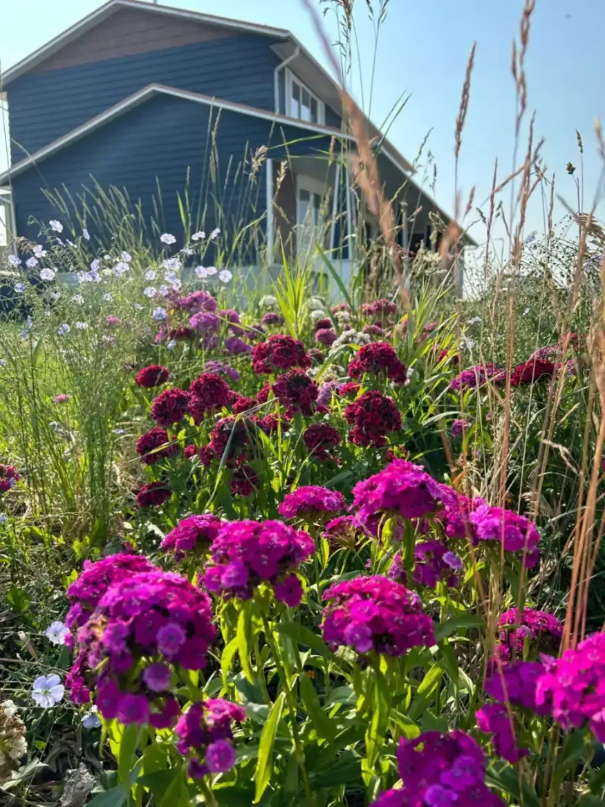 Bright pink flowers in full bloom, tall grasses, and a blue house.