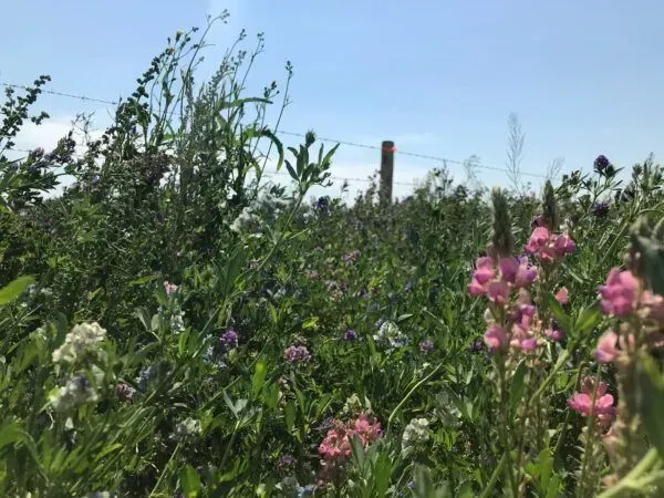 Field of colorful wildflowers under a bright blue sky, with a barbed wire fence in the background.