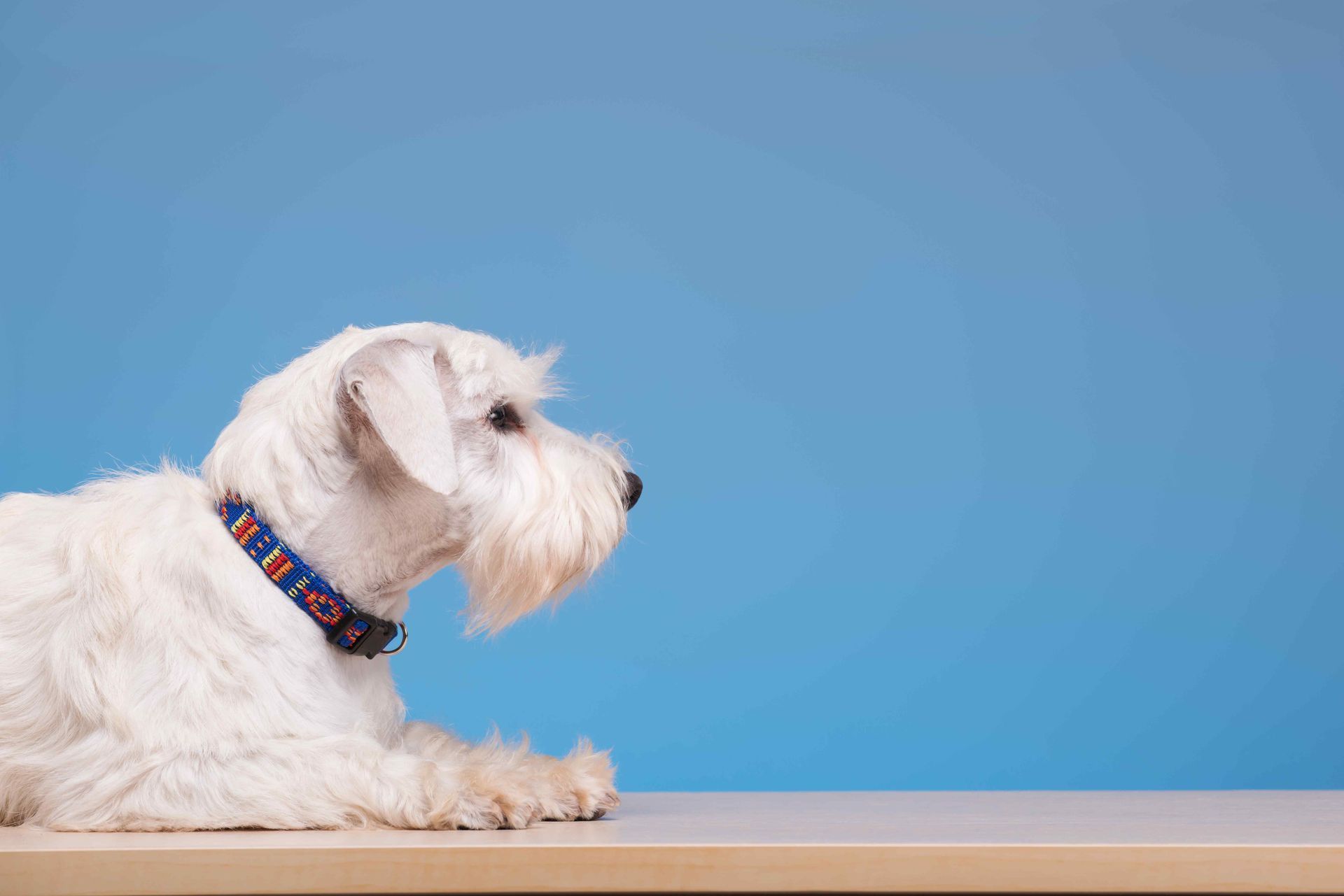 dog sitting on a table staring