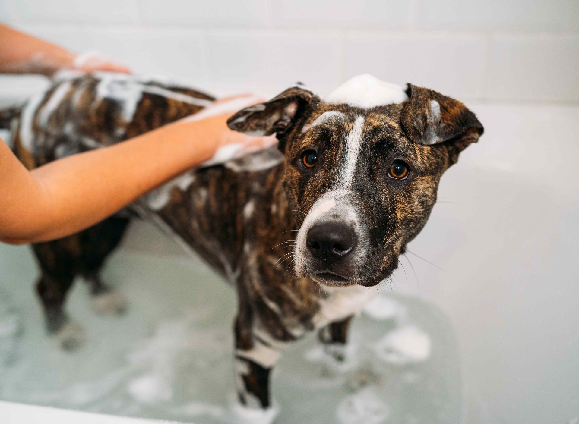 dog staring at the camera covered in soap bubbles while being groomed