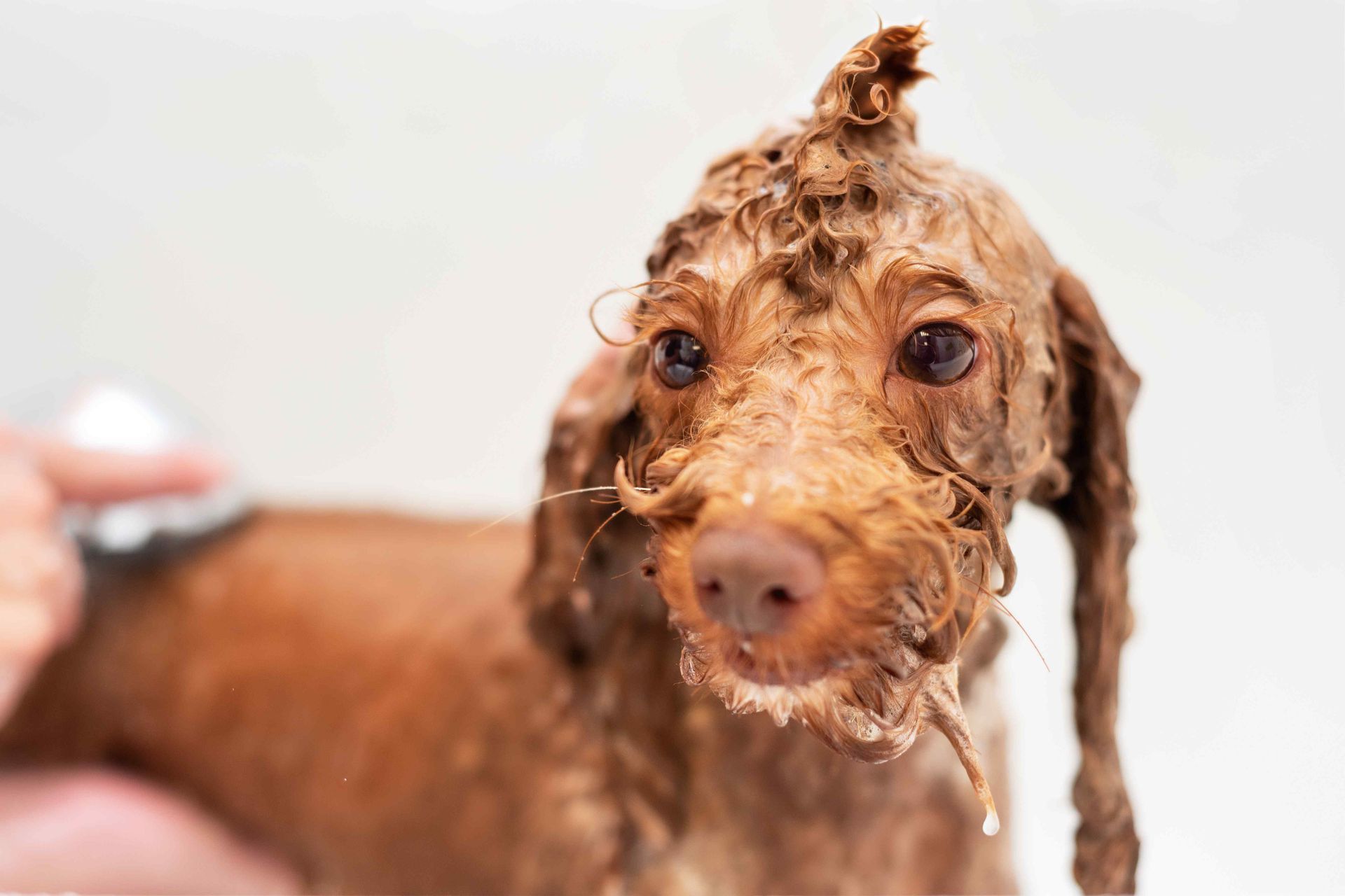 brown dog getting a bath with a soap mohawk