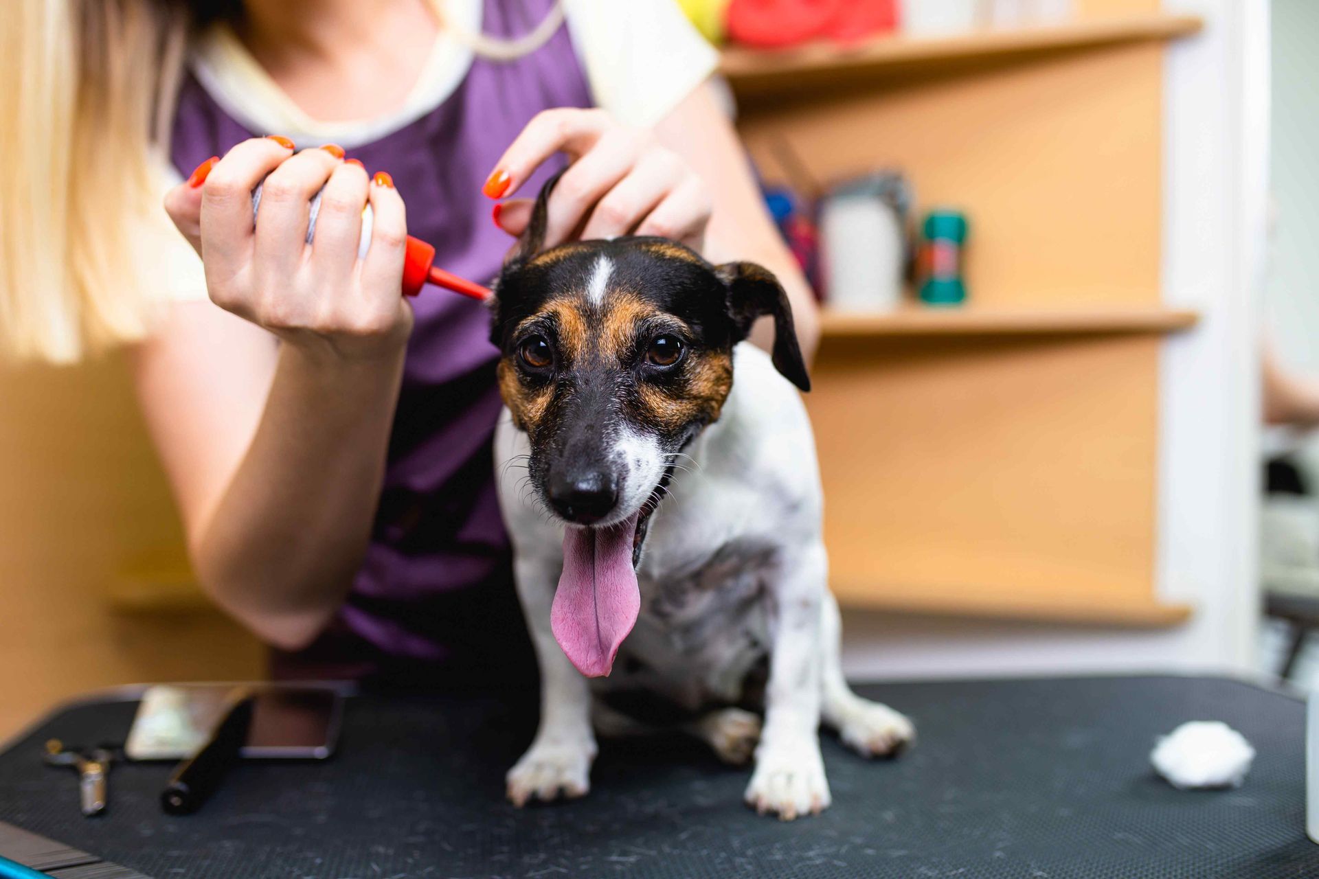 jack Russel terrier getting its ears checked.