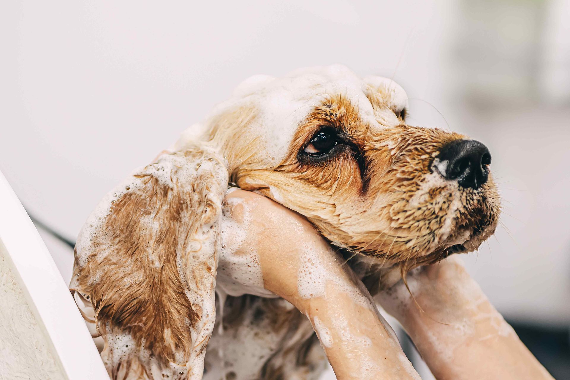 dog getting a bath covered in soap with its head in the groomers hands