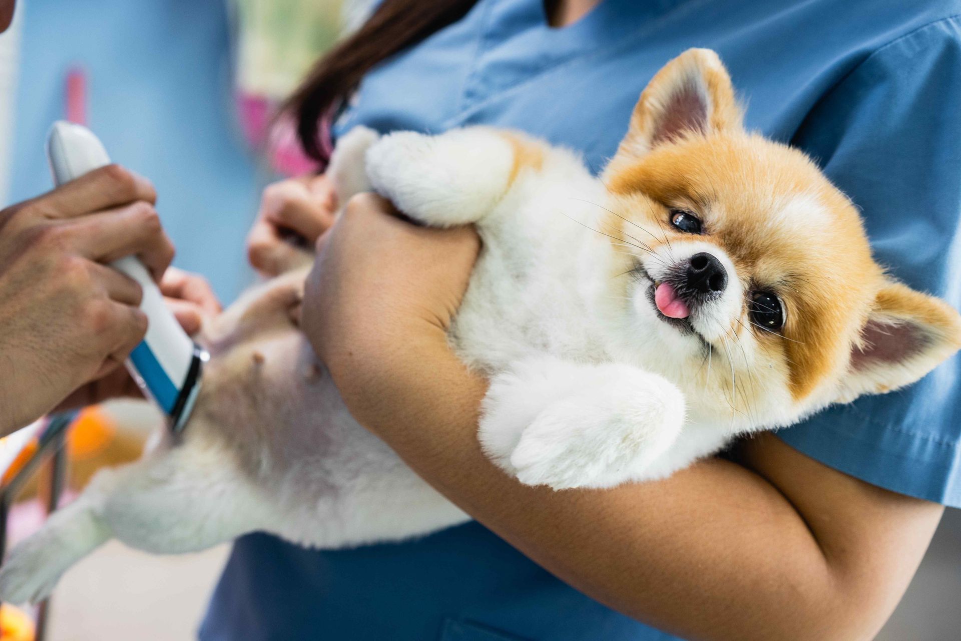 puppy getting a hair cut