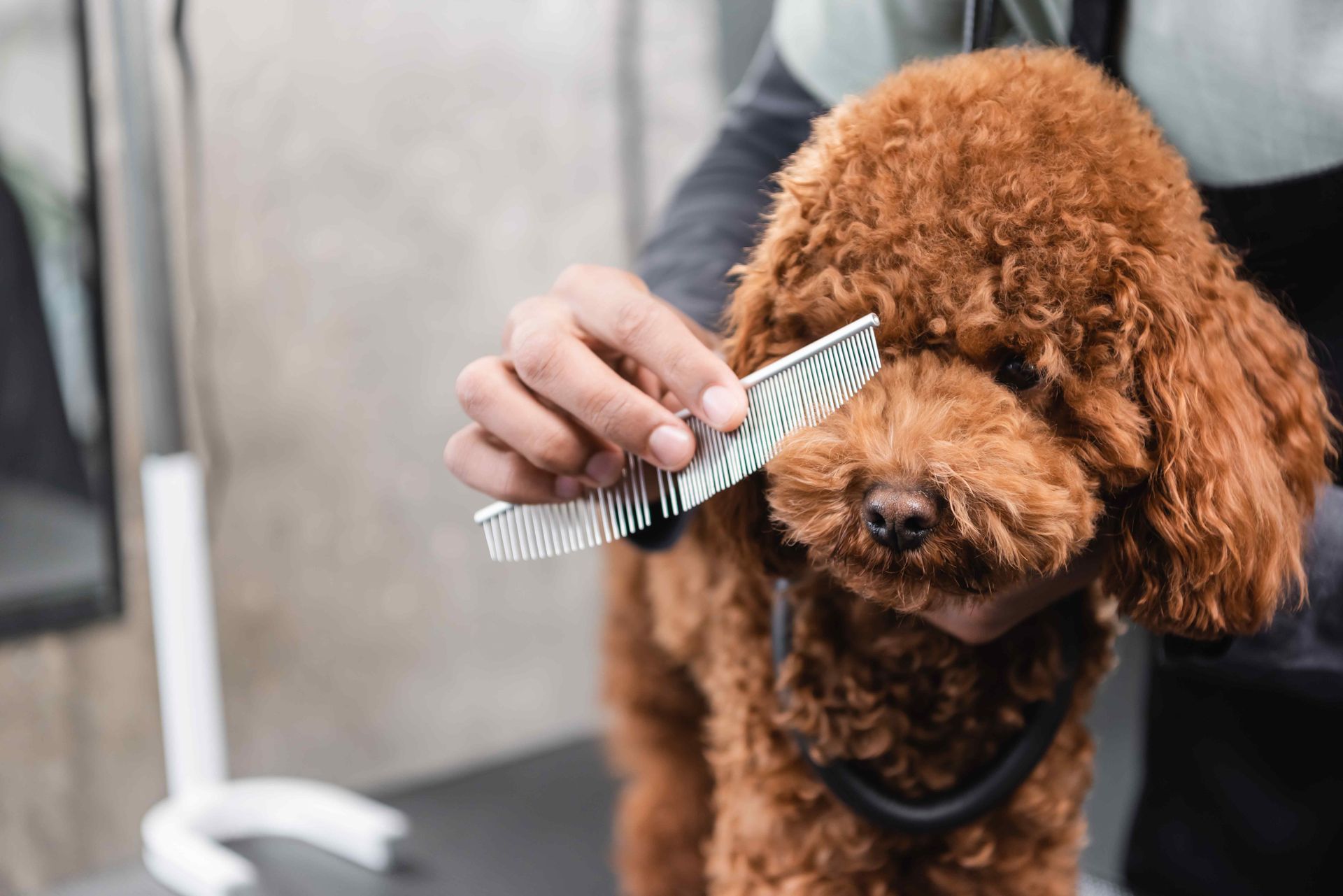 brown dog getting a brush