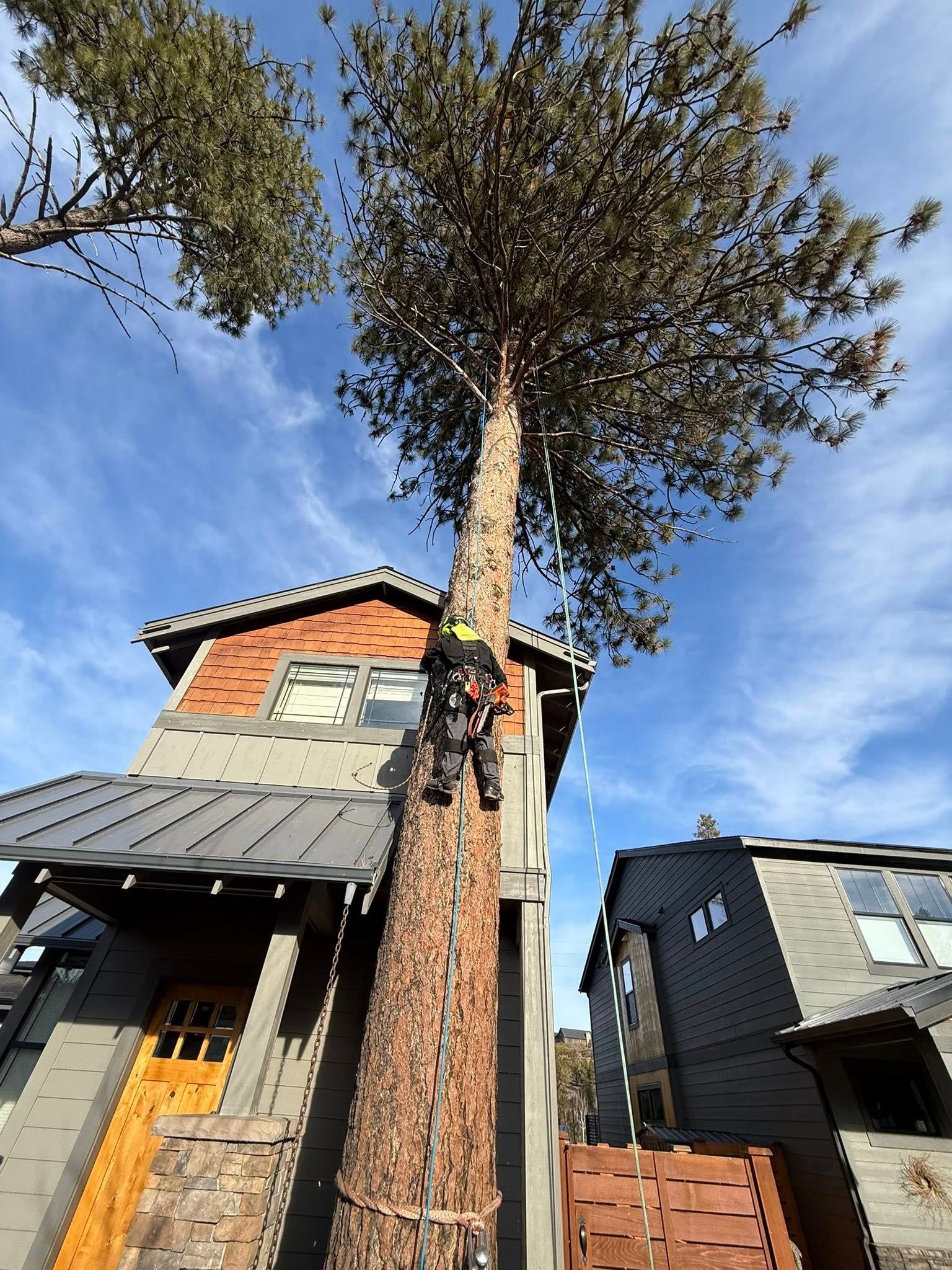 Tall pine beside a modern house under blue sky, with a tree service worker in a bucket lift.