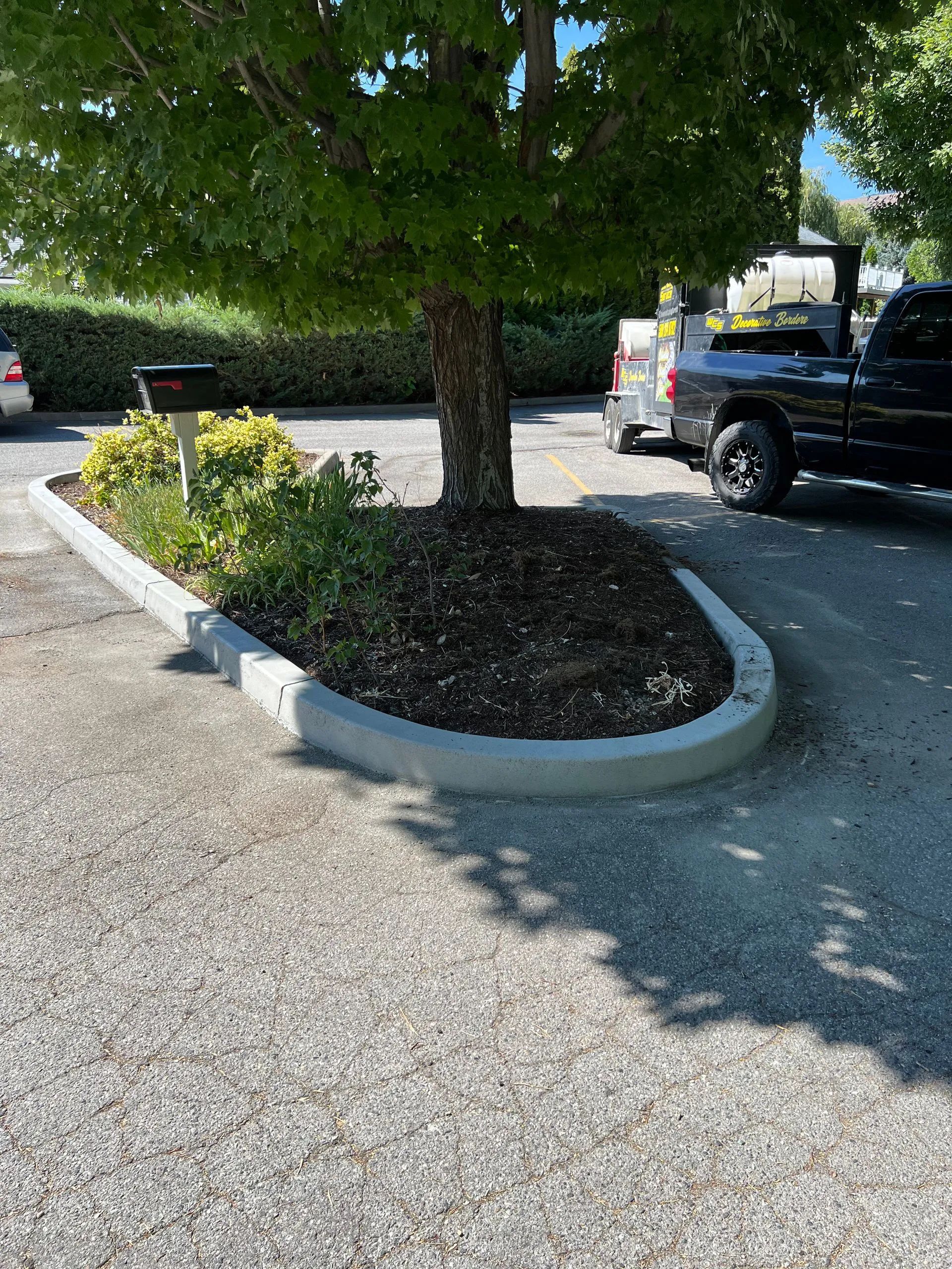 Tree planted in a landscaped bed with a concrete curb in a parking lot. A black truck is parked nearby.