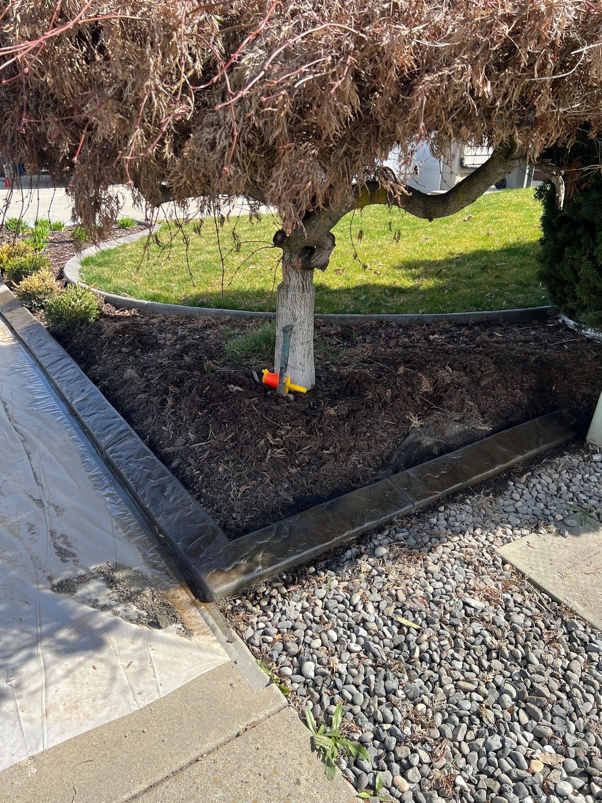 Tree with a mulched bed framed by a concrete border next to a gravel path and sidewalk.