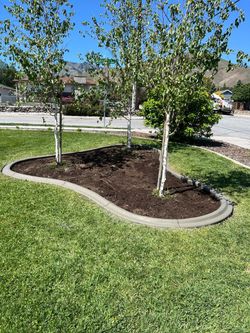 Three birch trees in a mulch bed bordered by concrete edging on a grassy lawn under a blue sky.