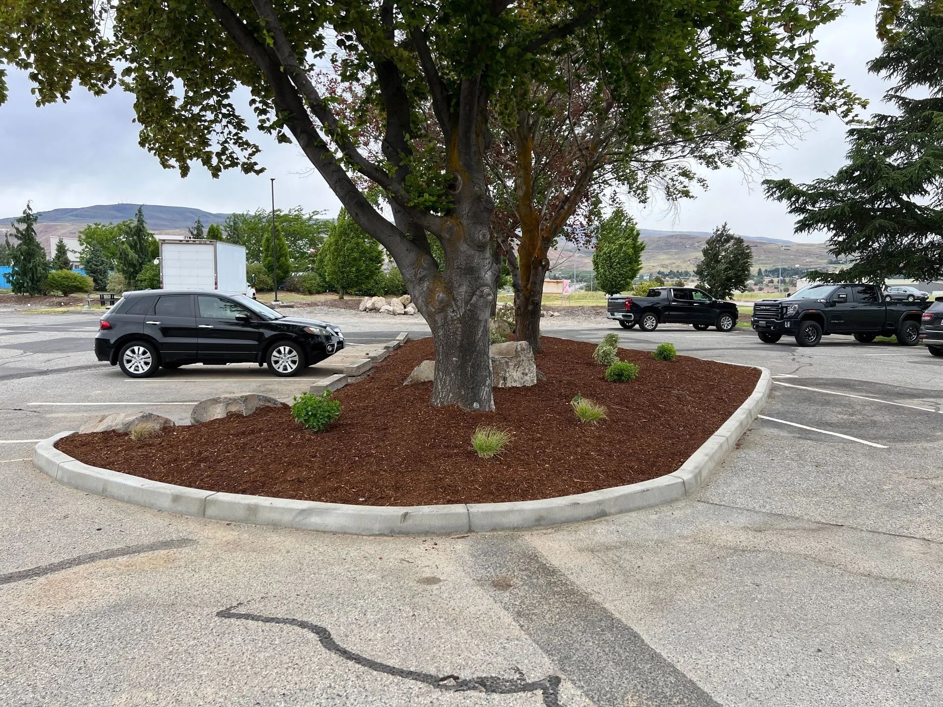 Black car parked near a tree in a landscaped parking area; other vehicles visible.