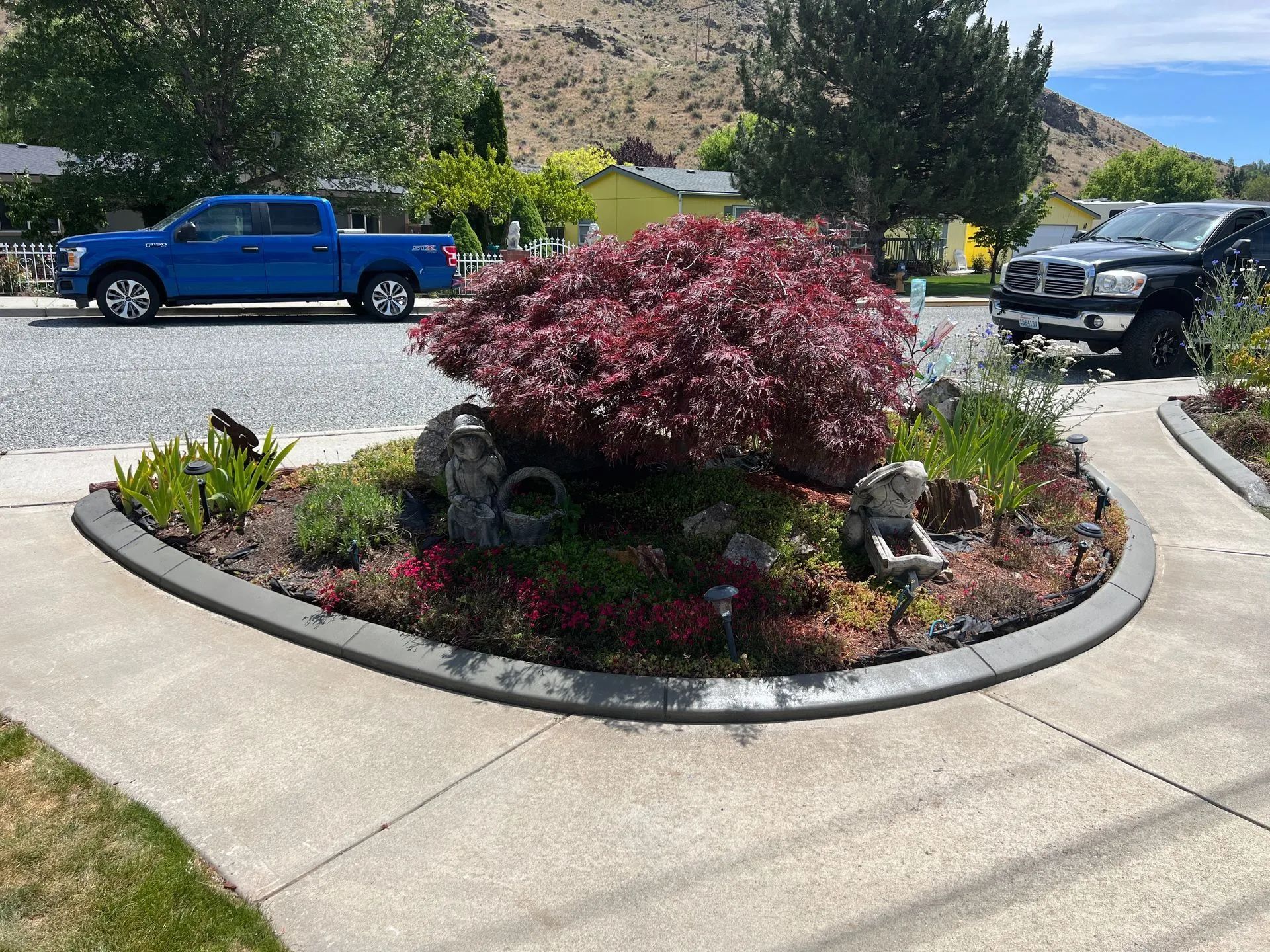 A landscaped traffic circle with a red Japanese maple and various flowers, with cars and houses in the background.